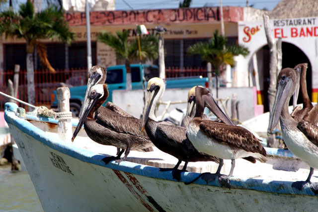 birds